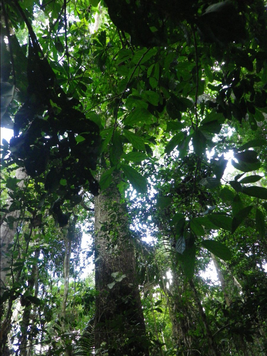 Amazon - Peru21